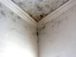 Best Emergency Mold Remediation  in Tyndall, SD